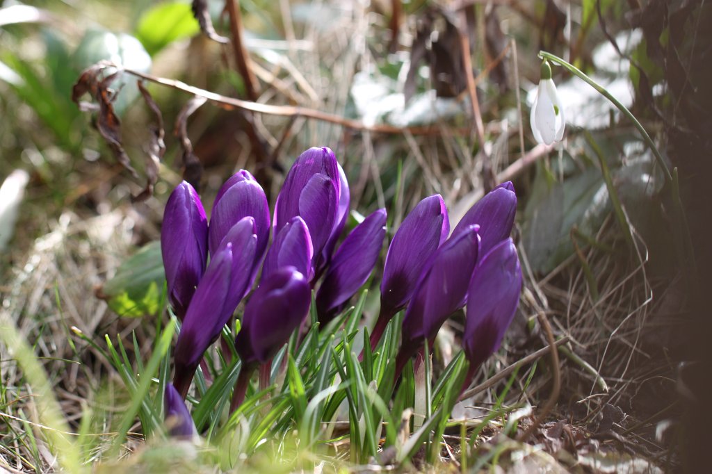IMG_9025.JPG -  Croci  ( Krokusse )