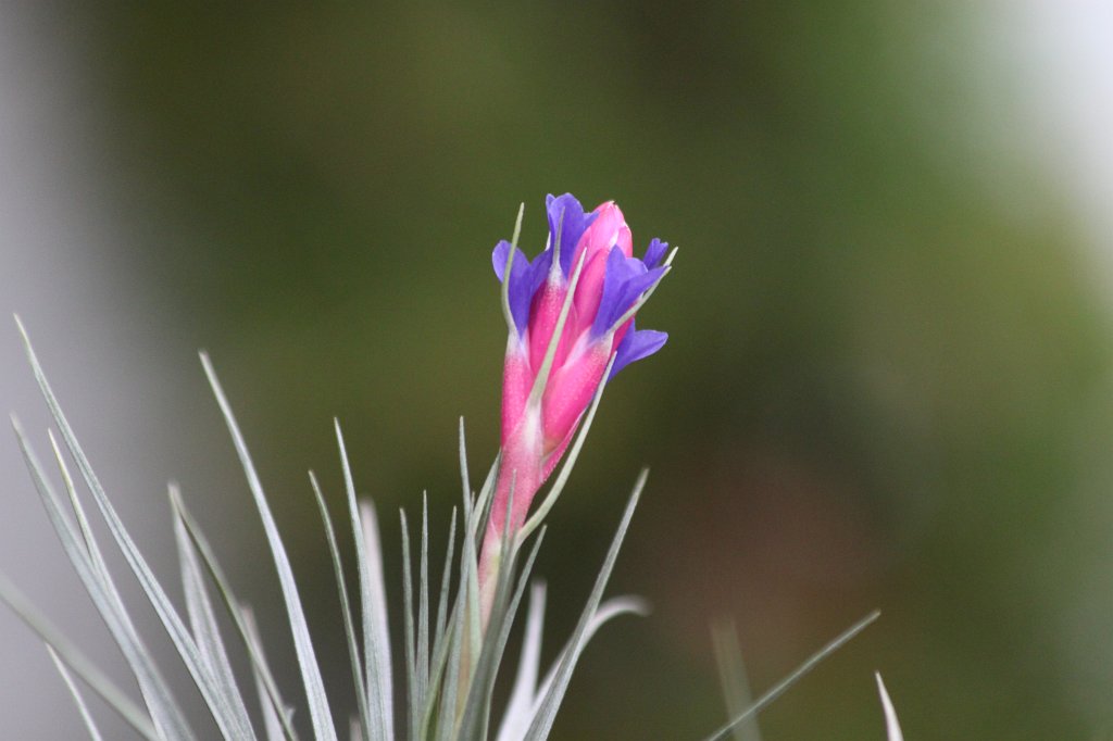 IMG_9080.JPG - Bloom