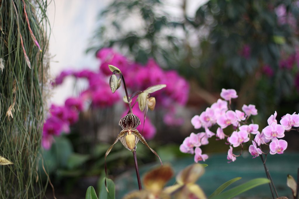 IMG_9119.JPG -  Venus slipper  ( Venusschuh )