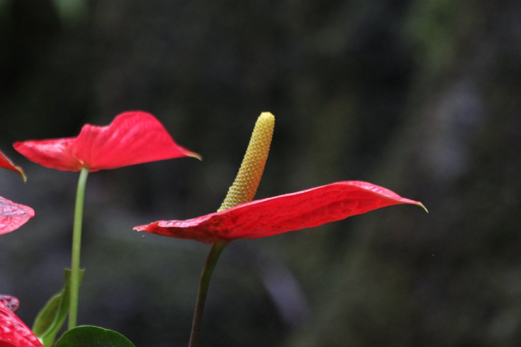 IMG_9135.JPG -  Flamingo flower  ( Flamingoblume )