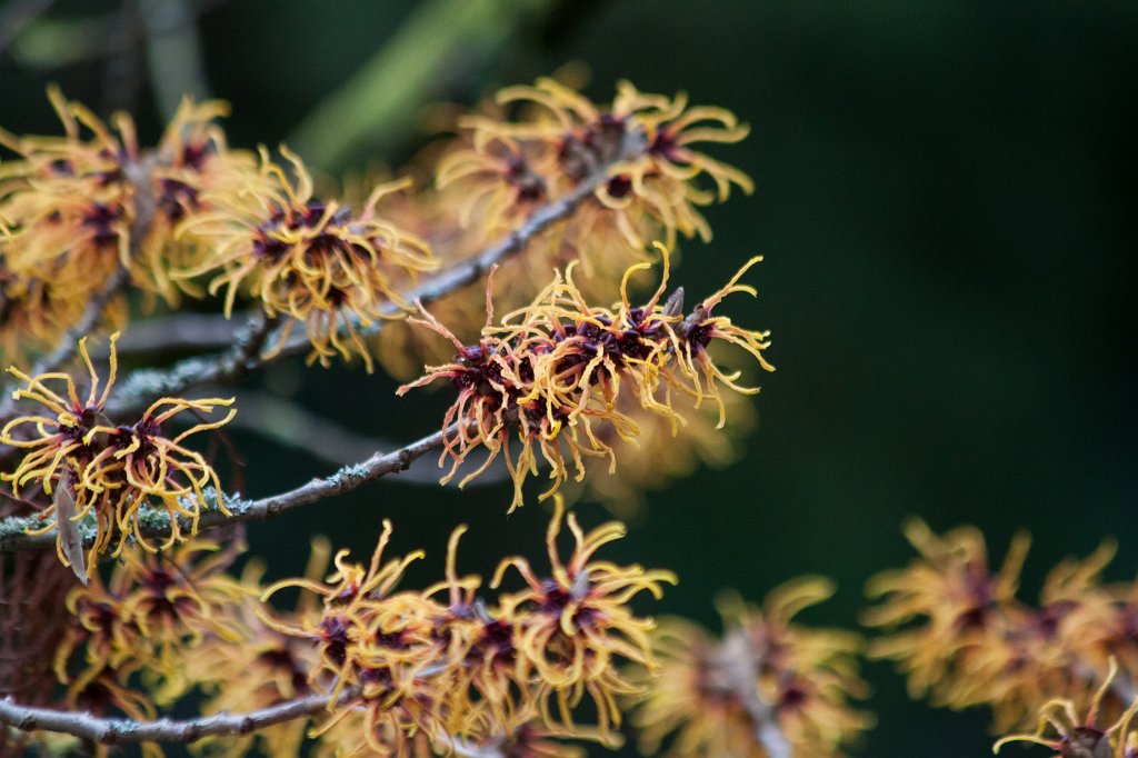 IMG_9286_c.jpg -  Hybrid witch hazel  ( Hybrid-Zaubernuss ) Hamamelis x intermedia Barmstedt Gold