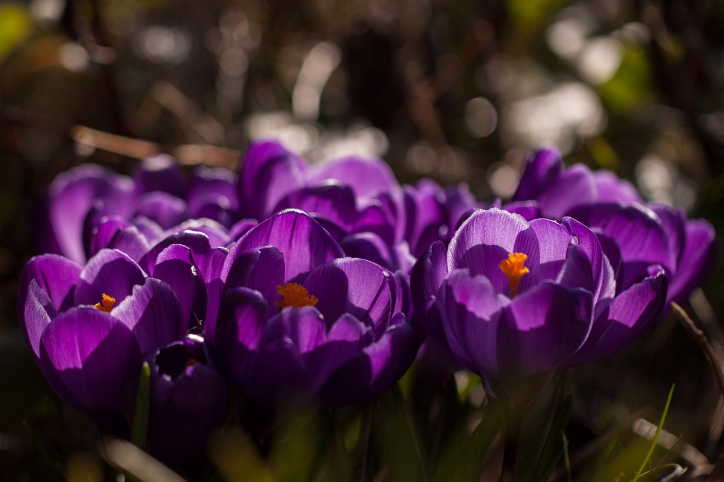 IMG_9331_c.jpg - Croci