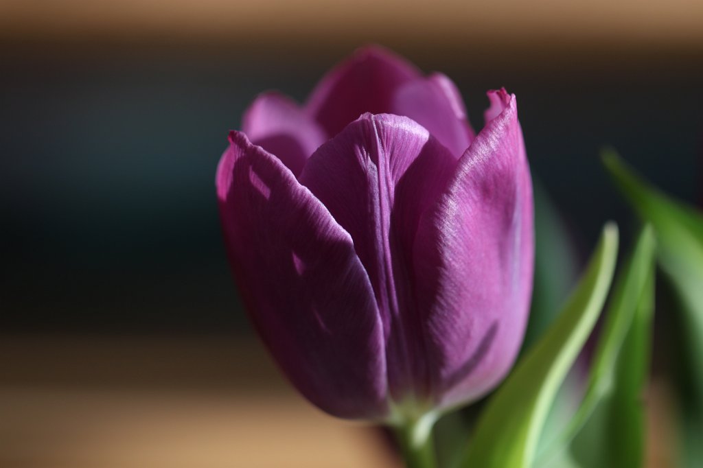 IMG_9347.JPG - Tulip