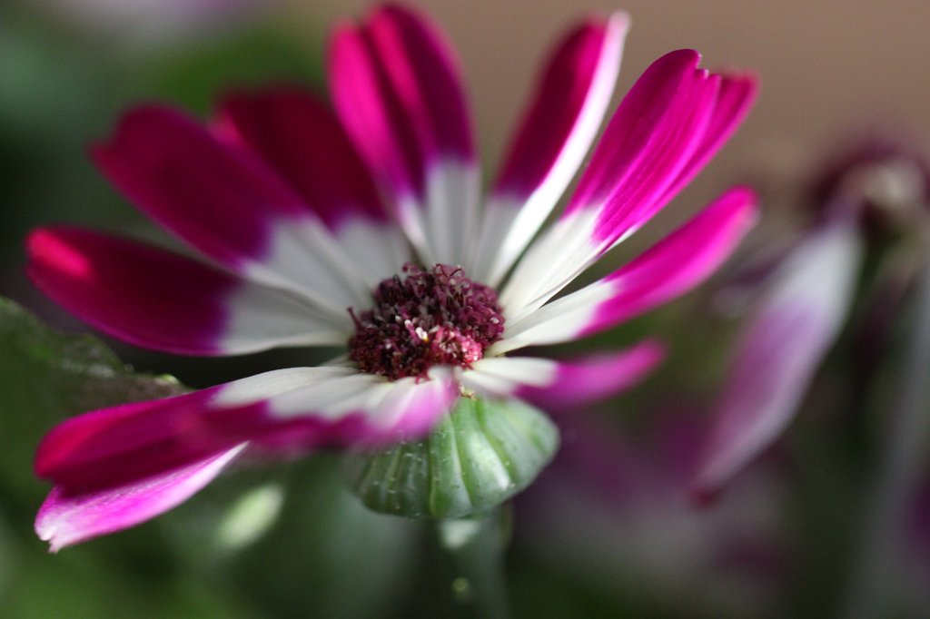 IMG_9386.JPG - Florist's Cineraria