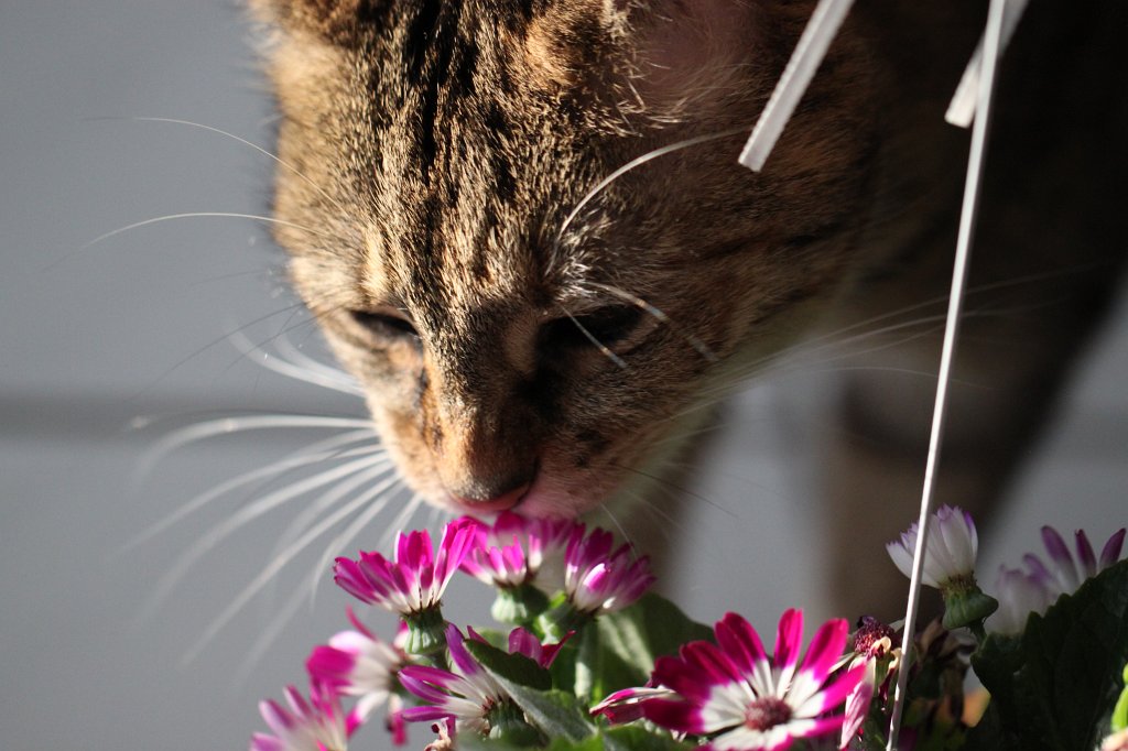 IMG_9418.JPG - Snuffling