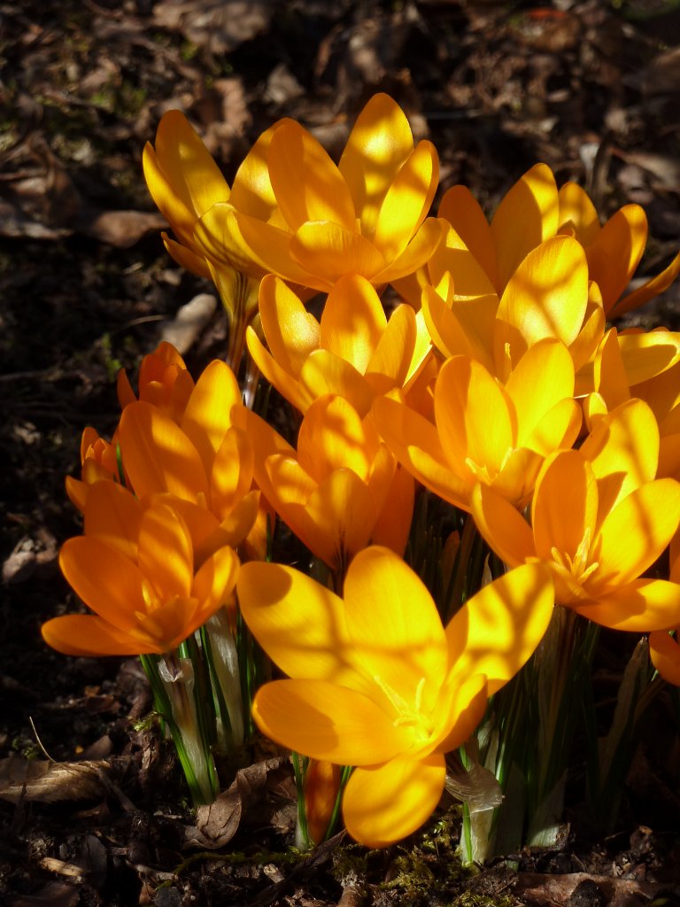 P1130753.JPG - Krokusse