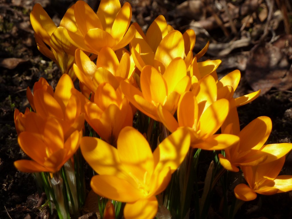 P1130754.JPG - Krokusse