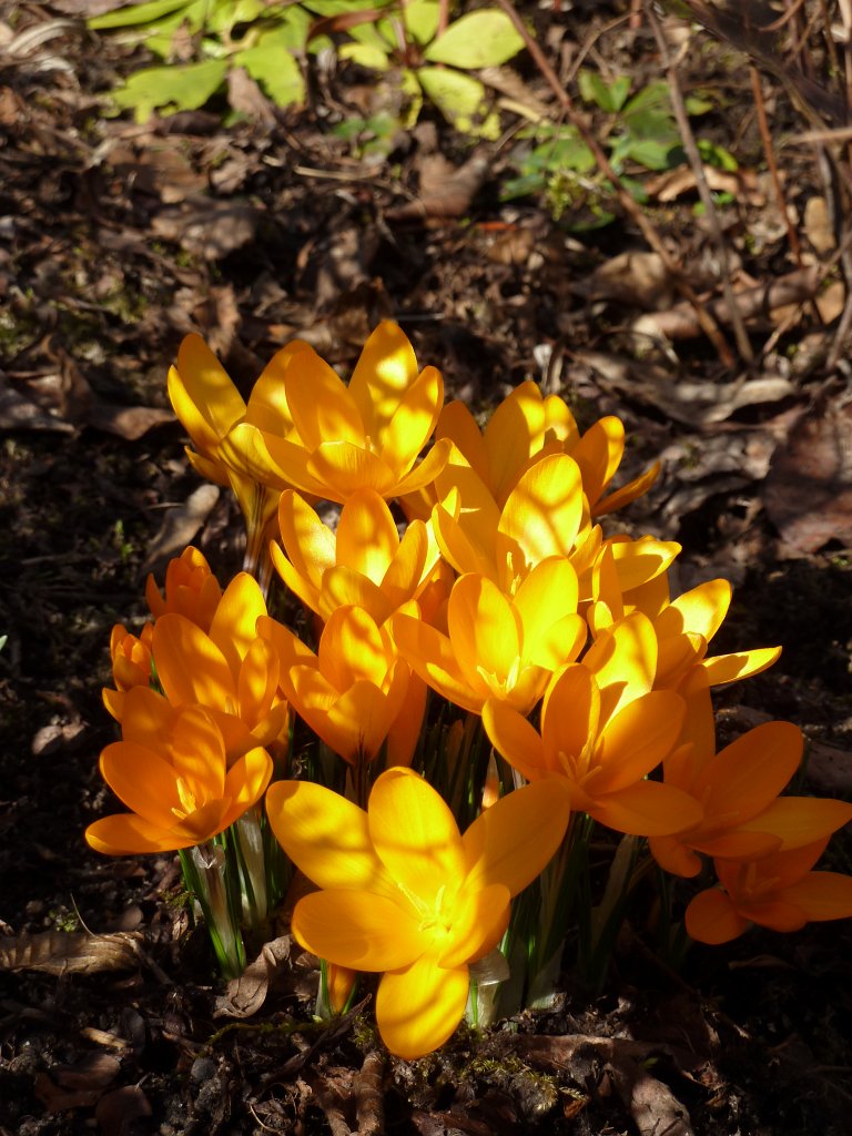 P1130761.JPG - Krokusse