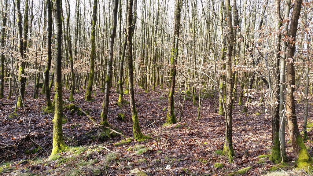 20150330_085633.jpg - In the woods