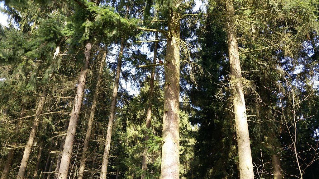 20150409_094017.jpg -  Red squirrel  ( Eichhörnchen )