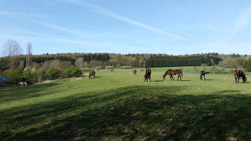 20150421_090933.jpg - Horses