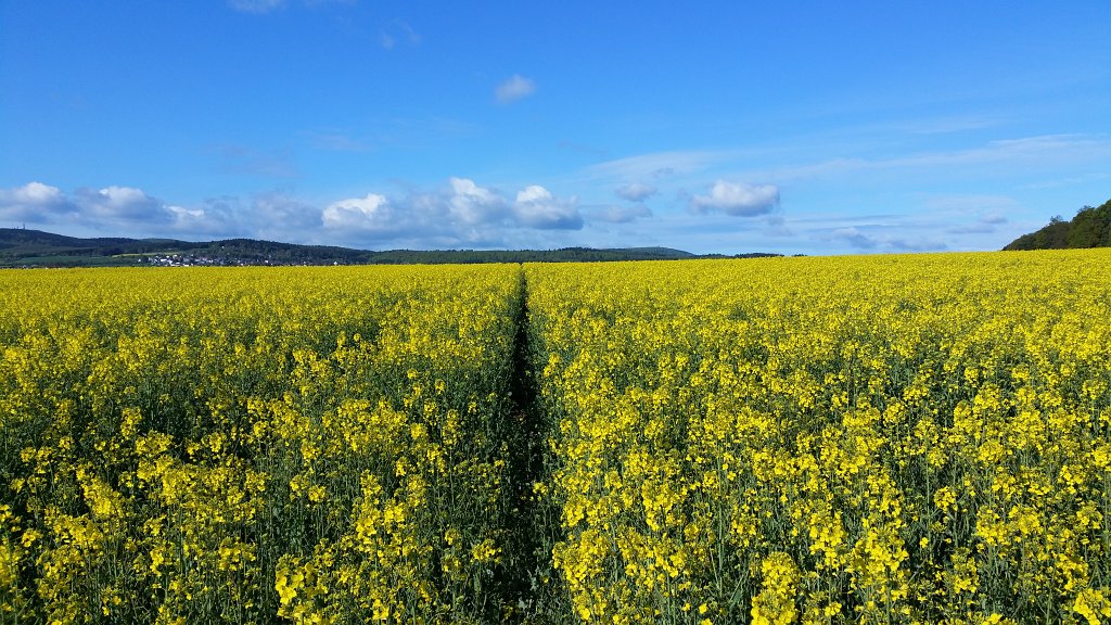 20150430_090621.jpg -  Rapeseed  ( Raps )
