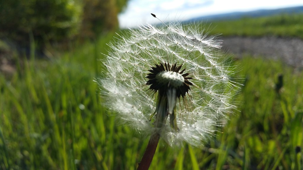 20150430_091723.jpg -  Dandelion  ( Löwenzahn )