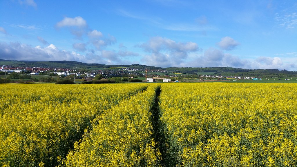 20150504_084553.jpg -  Rapeseed  ( Raps )