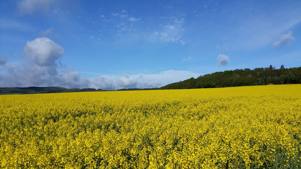 20150504_085035.jpg -  Rapeseed  ( Raps )