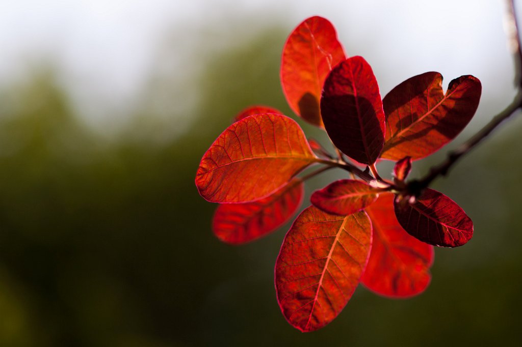 IMG_0007_c.jpg - Red leaves