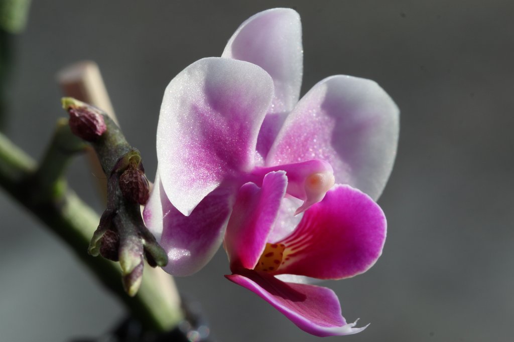 IMG_9469.JPG - Orchid