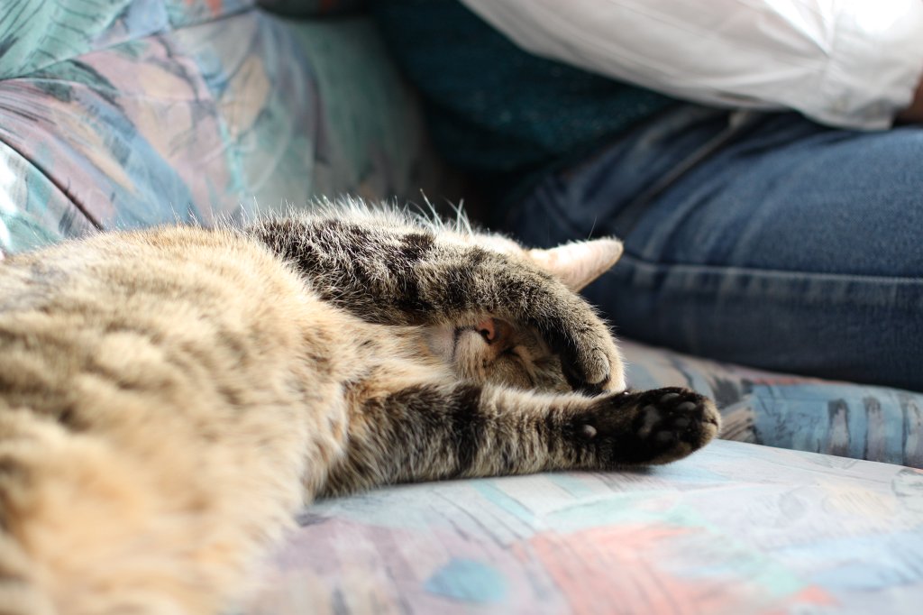 IMG_9489.JPG - Sleeping cat