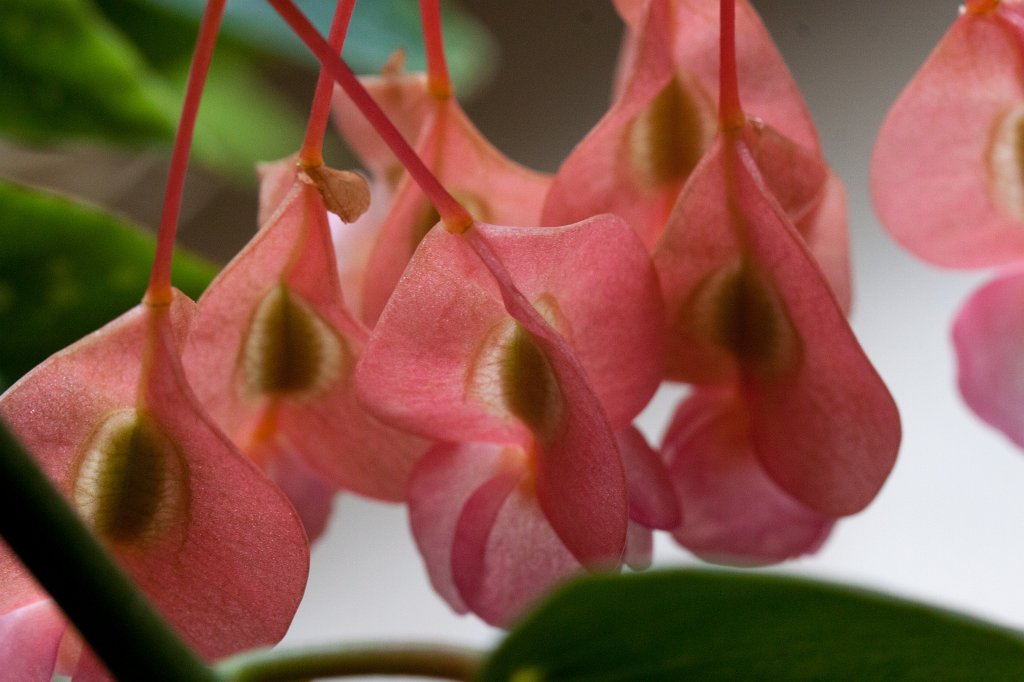 IMG_9515_c.jpg -  Begonia corallina 