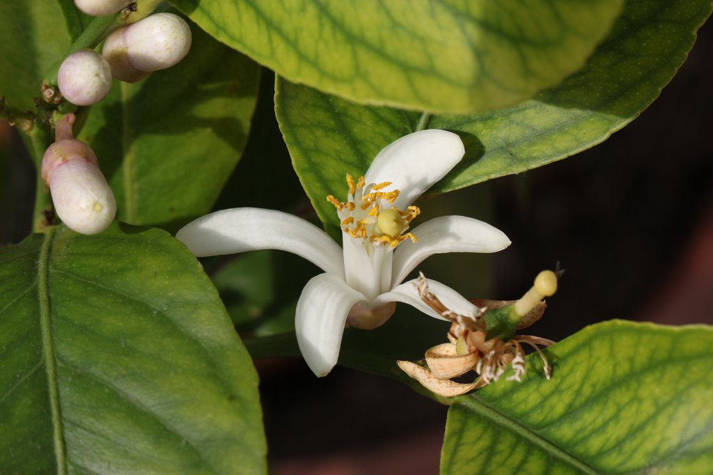 IMG_9525.JPG -  Lemon tree  flower ( Zitronenbaumblüte )