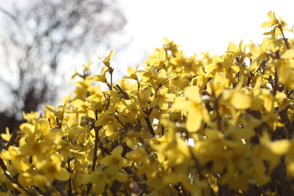 IMG_9545.JPG -  Forsythia  ( Forsythien )