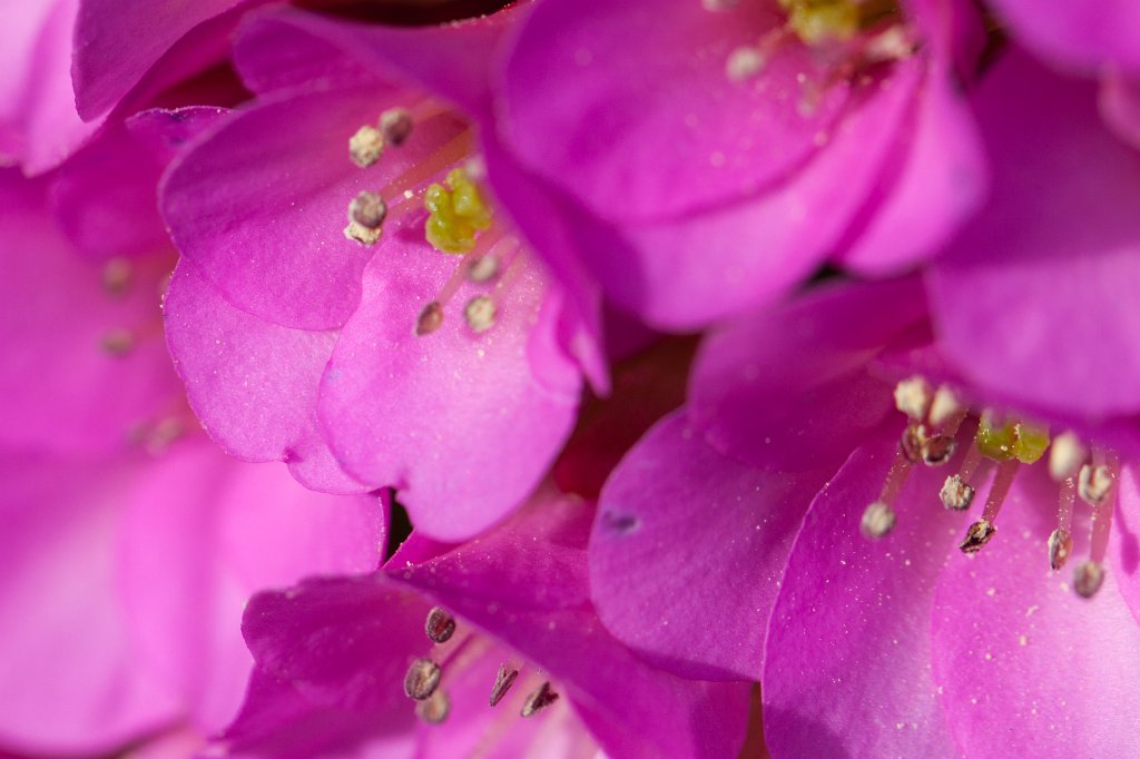 IMG_9596_c.jpg -  Bergenia  ( Bergenie )