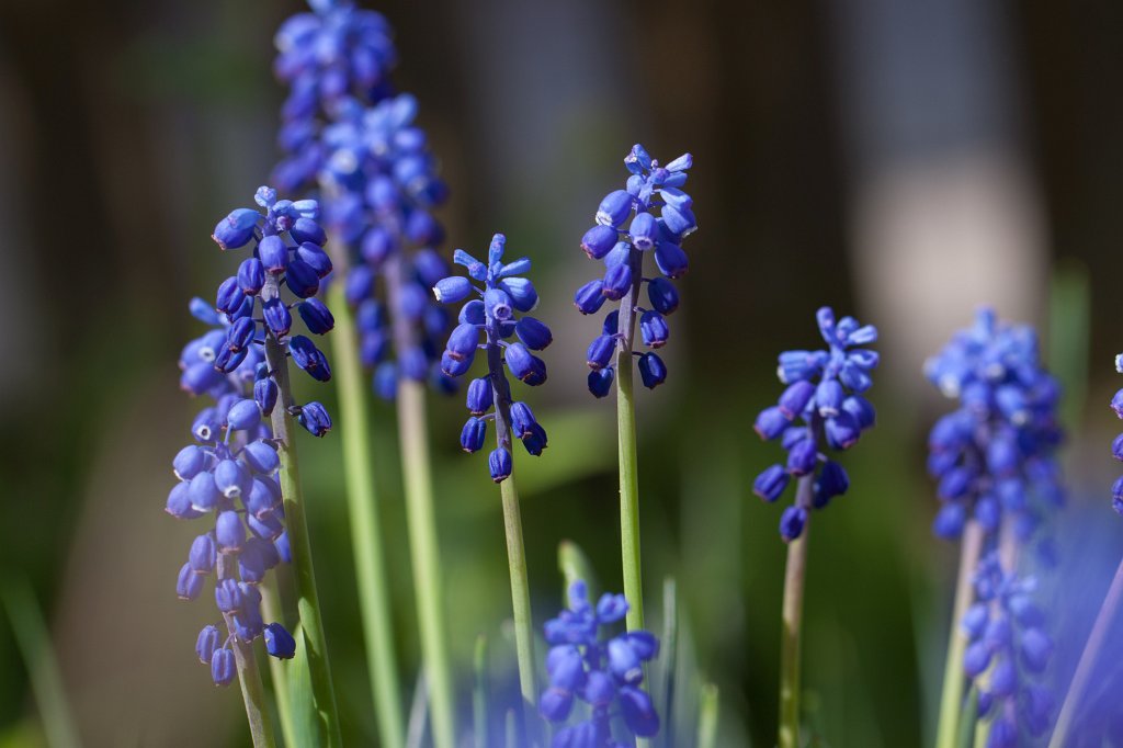 IMG_9616_c.jpg -  Grape hyacinth  ( Traubenhyazinthen )