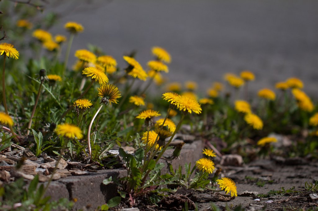 IMG_9620_c.jpg -  Dandelion  ( LÃ¶wenzahn )