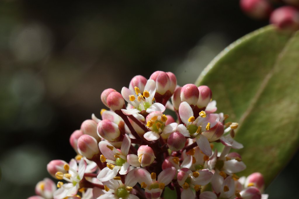 IMG_9640.JPG - Blooming