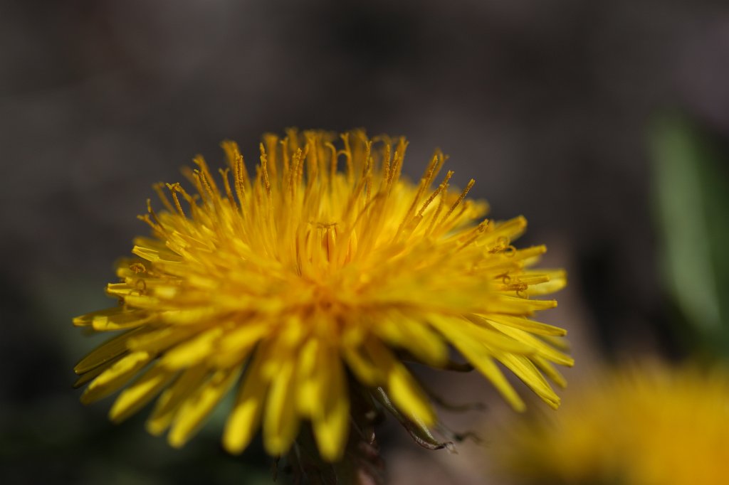 IMG_9654.JPG -  Dandelion  ( Löwenzahn )
