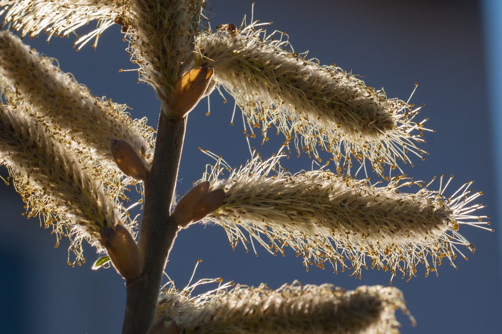 IMG_9661_c.jpg -  Willow   catkin  ( Weiden  kÃ¤tzchen )