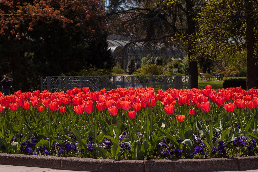 IMG_9669_c.jpg -  Tulip  field in the  Palmengarten 