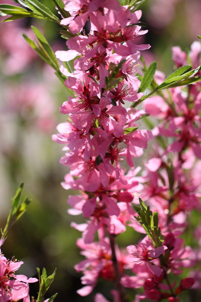 IMG_9694.JPG -  Veronica  surculosa ( Ehrenpreis )