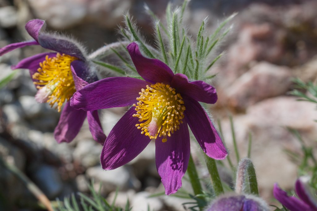 IMG_9700_c.jpg -  Pulsatilla  ( Kuhschellen )