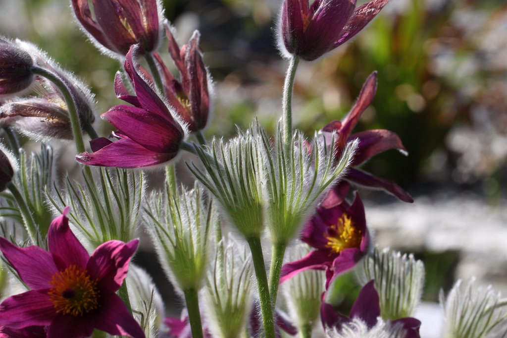 IMG_9702.JPG -  Pulsatilla  ( Kuhschellen )