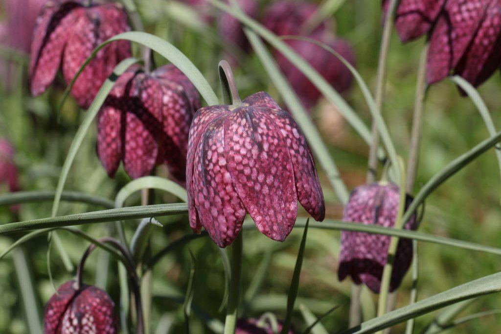 IMG_9705.JPG -  Snake's head  ( Schachblume )
