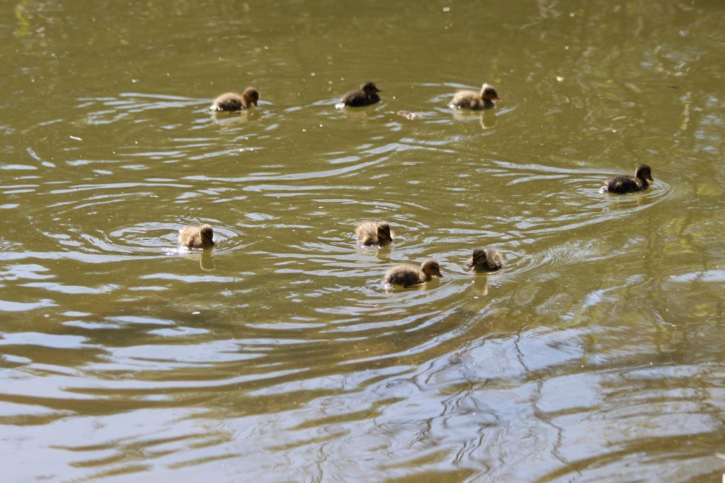 IMG_9714.JPG - Ducklings