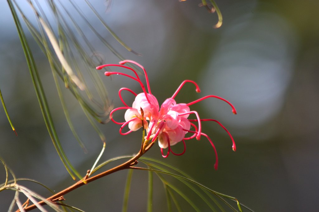 IMG_9781.JPG -  Rosemary Grevillea 