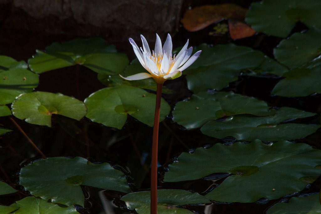 IMG_9784_c.jpg -  Water-lilie  ( Seerose )