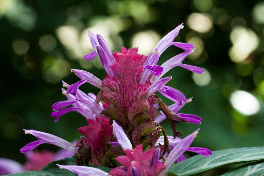 IMG_9787_c.jpg -  Justicia  scheidweileri in the  Palmengarten 