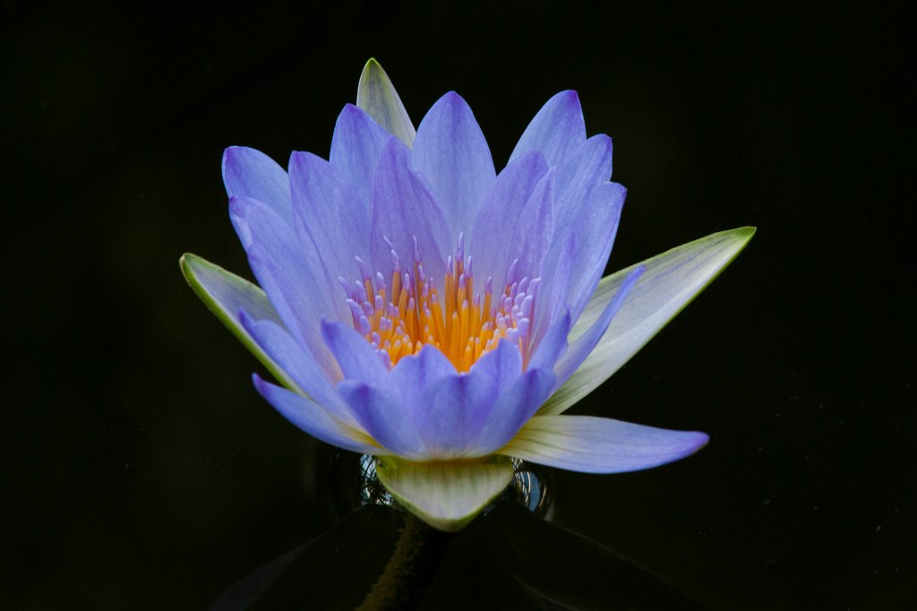 IMG_9806_c.jpg -  Nymphaea colorata  ( Bunte Seerose )