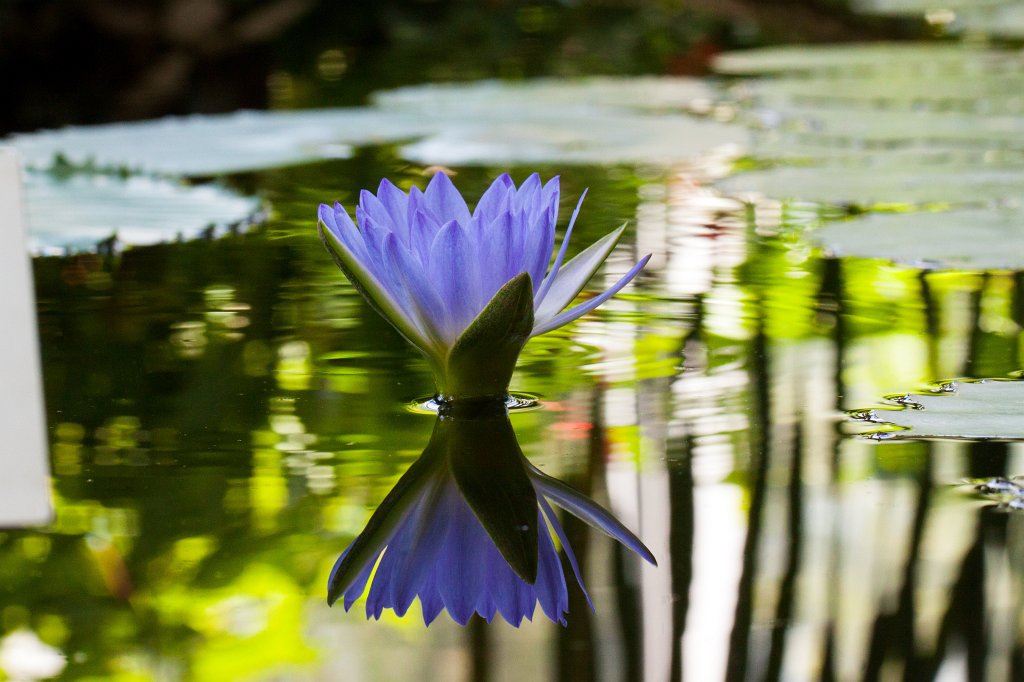 IMG_9808_c.jpg -  Nymphaea colorata  ( Bunte Seerose )