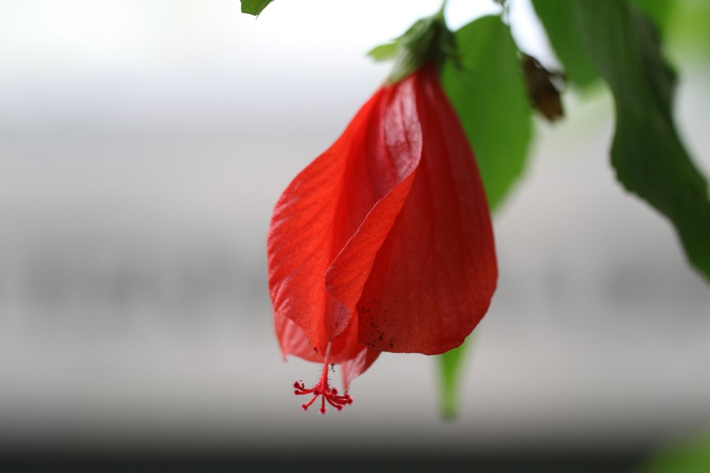 IMG_9810.JPG -  Malvaviscus arboreus  ( Beerenmalve ) in the  Palmengarten 