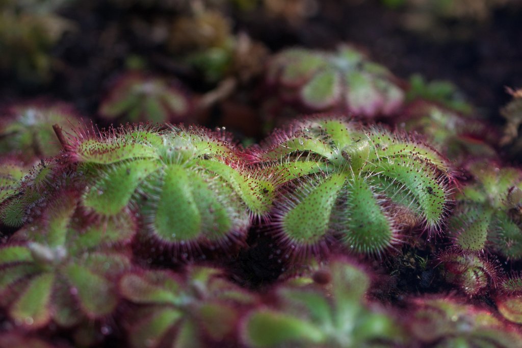 IMG_9845_c.jpg - Drosera (Sonnentau)