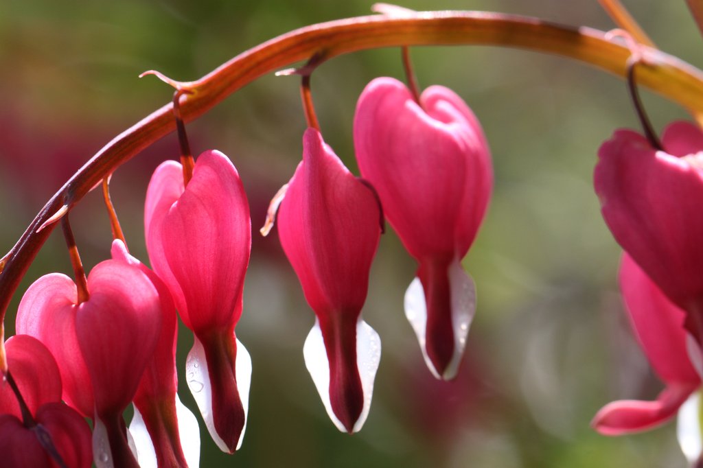 IMG_9874.JPG -  Bleeding heart  ( Tränendes Herz )