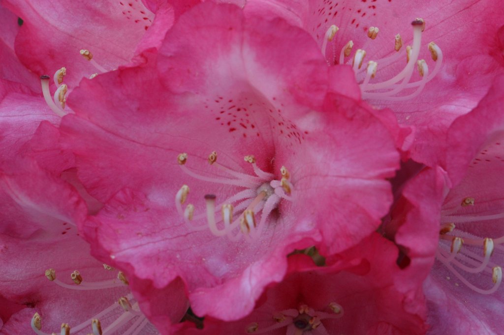 IMG_9964.JPG -  Rhododendron  ( Rhododendron )