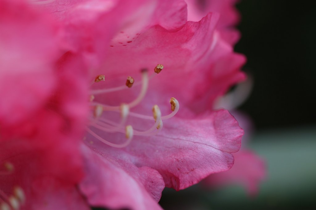 IMG_9967.JPG -  Rhododendron  ( Rhododendron )