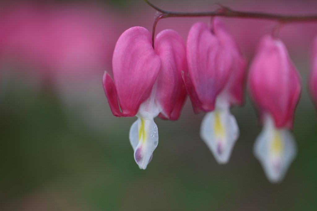IMG_9976.JPG -  Bleeding heart  ( Tränendes Herz )