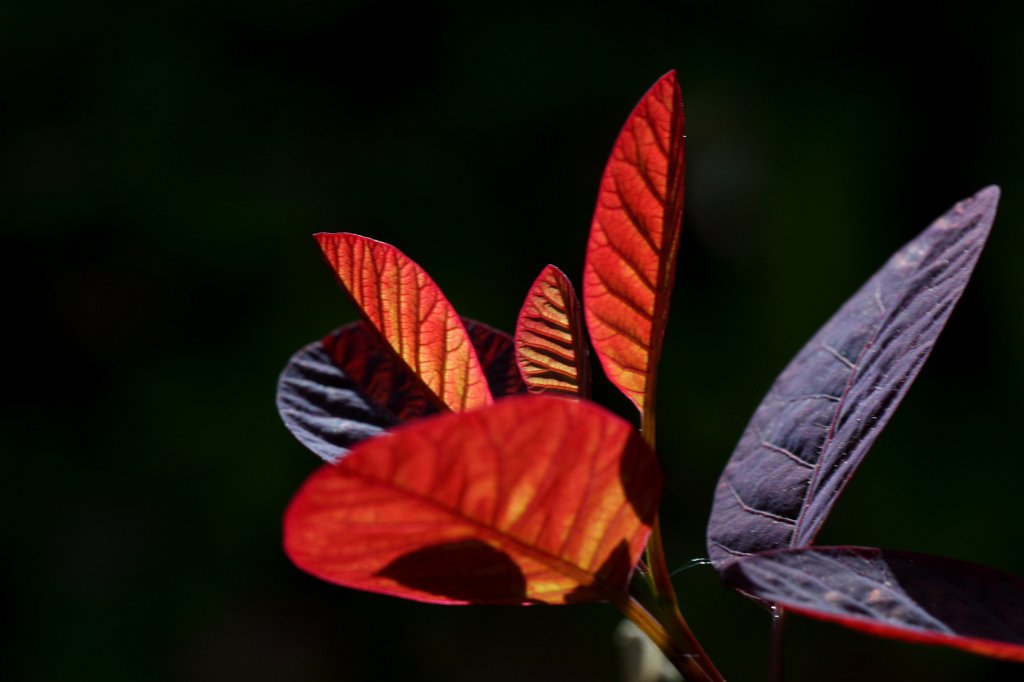 IMG_9985_c.JPG - Red leaves