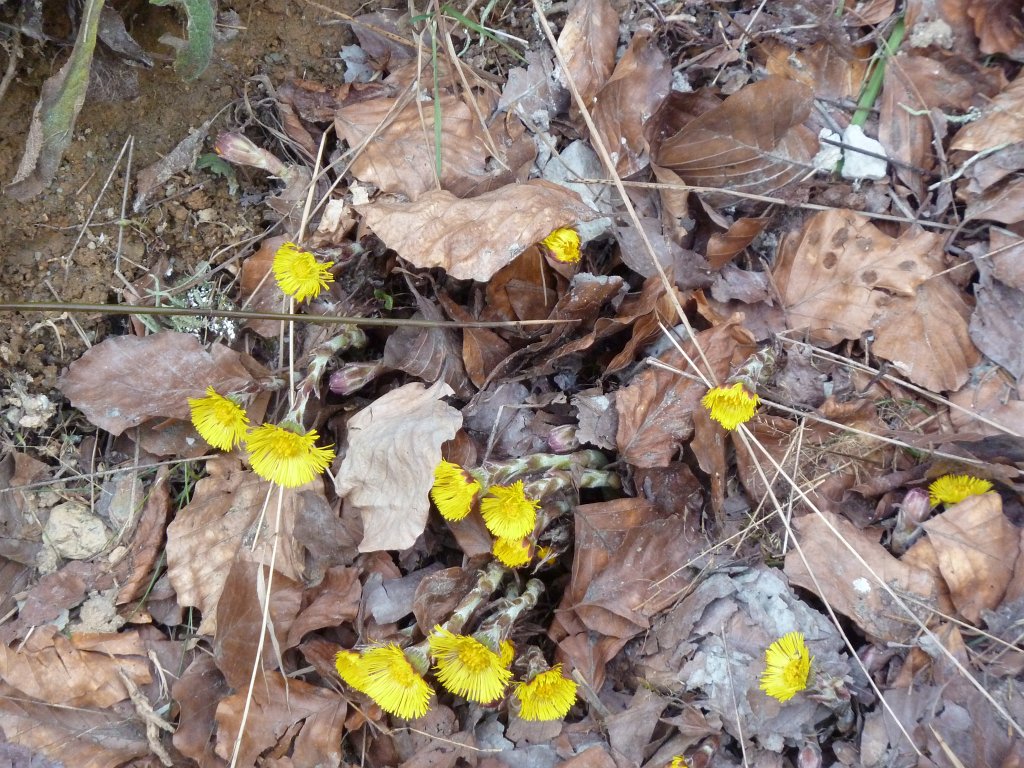 P1130775.JPG - Blumen